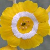 Auricula Helen - Abriachan Nurseries
